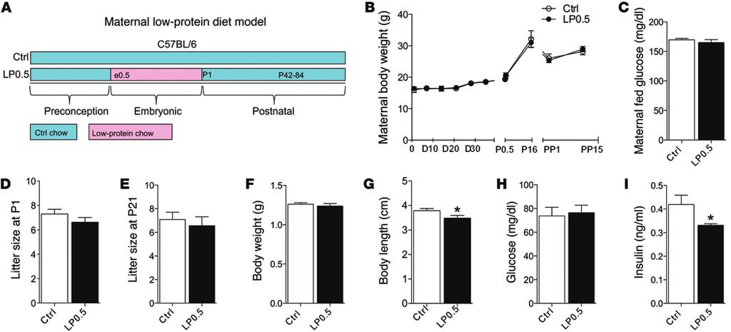 Figure 1. Maternal low-protein diet model and phenotypes of newborn offspring. (A) Pregnant C57BL/6 mice were exposed to diets, Ctrl (23% protein) or LP0.