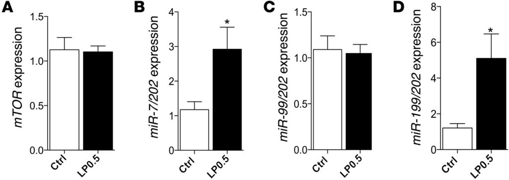 Figure 7. LP0.5 exposure during pregnancy regulates mtor signaling in adult mice by altering specific mirs. (A) mtor transcription message from islets of 12-week-old male LP0.5 and Ctrl mice.