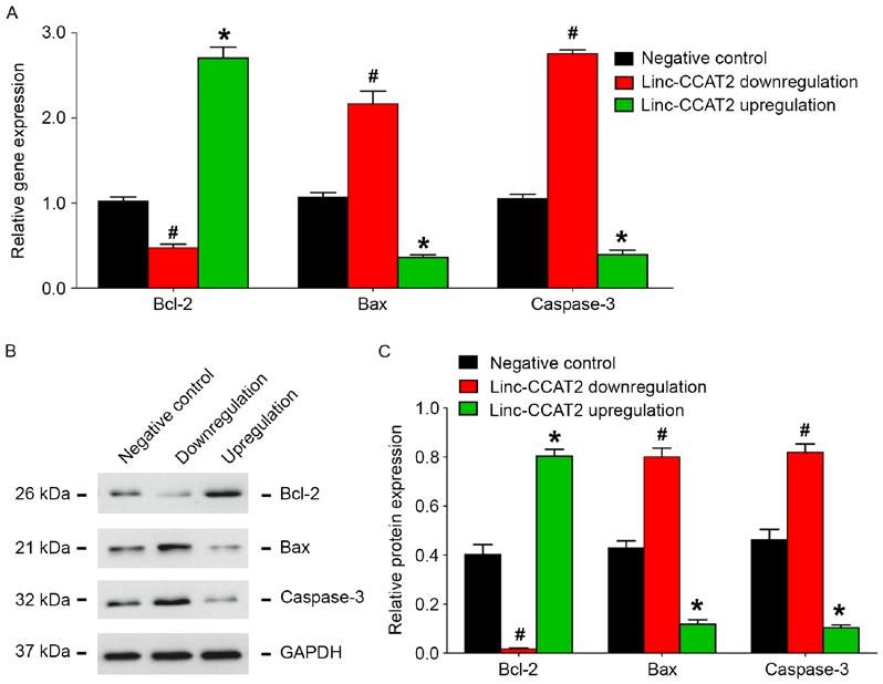 796 lang et al: Glioma promote angiogenesis Figure 10. linc-ccat2 regulates apoptosis-related factor expression in HUVECs induced by hypoxia.