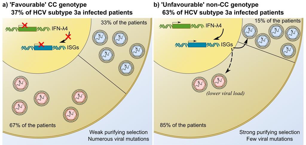 establish chronic infections in non-cc patients have evolved to survive in the more hostile environment (for example mutating the serine at amino acid 2414 of NS5A), which makes them less likely to