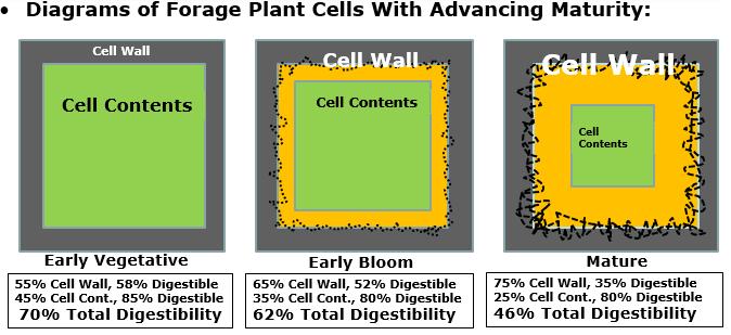 The following diagram depicts the changes in cell structure and animal nutrient utilization associated with the advancing maturity of forage plants: Since Carbohydrates (CH2O) are usually the