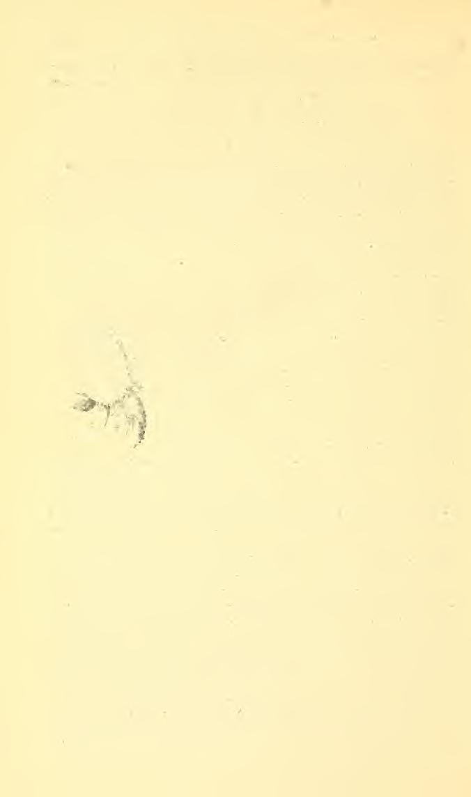 208 PROCEEDINGS OF THE NATIONAL MUSEUM vol.84 Bradley,2 who reared the material during the summer of 1922 at Magnolia, La. Genus SARCOPHAGA Meigen SARCOPHAGA DENTIFERA, new species FiGUBJE 22 Male.