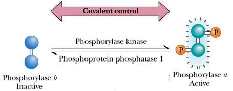Enzyme regulation Covalent