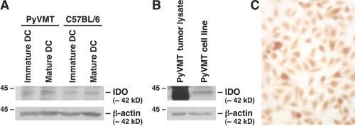The Journal of Immunology 2399 FIGURE 6. A, Low IDO protein expression in DCs isolated from tumor-bearing PyV MT mice.