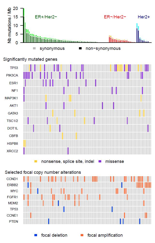 Identification of lethal clones: whole exome sequencing of metastases n=62 n=20 n=11 TSC1/2