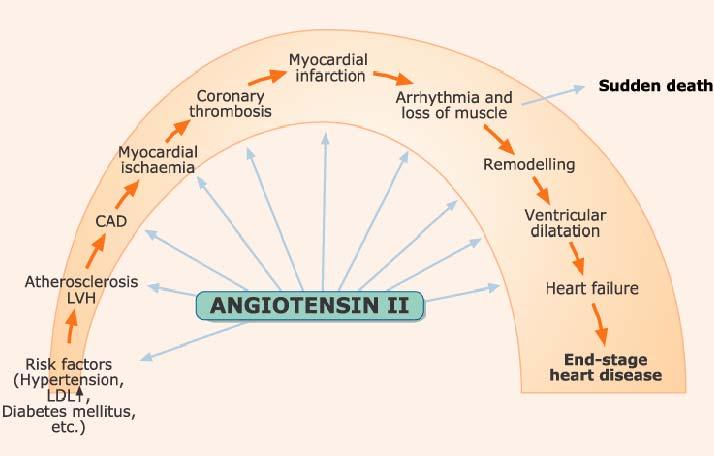 Angiotensin II is Involved in Progression of CAD from Multiple Risks to