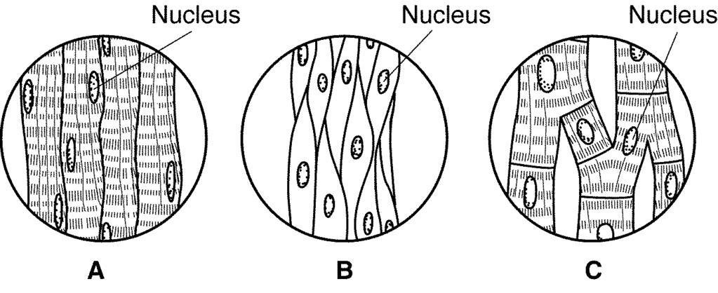 Figure 36-2 17. In Figure 36-2, diagram B is an example of a. cardiac muscle. b. skeletal muscle. c. smooth muscle. d. heart muscle. 18. Which of the following is NOT a function of skin? a. helps regulate body temperature b.