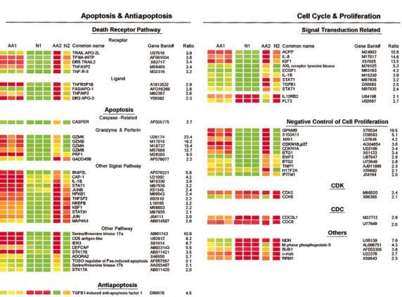 GENE EXPRESSION PROFILING IN CD34+ FROM AA PATIENTS Over-expressed Apoptosis Stress response