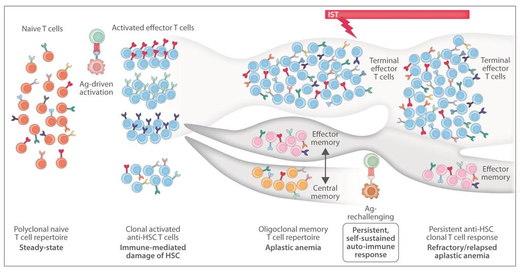 T-cells BMMNC