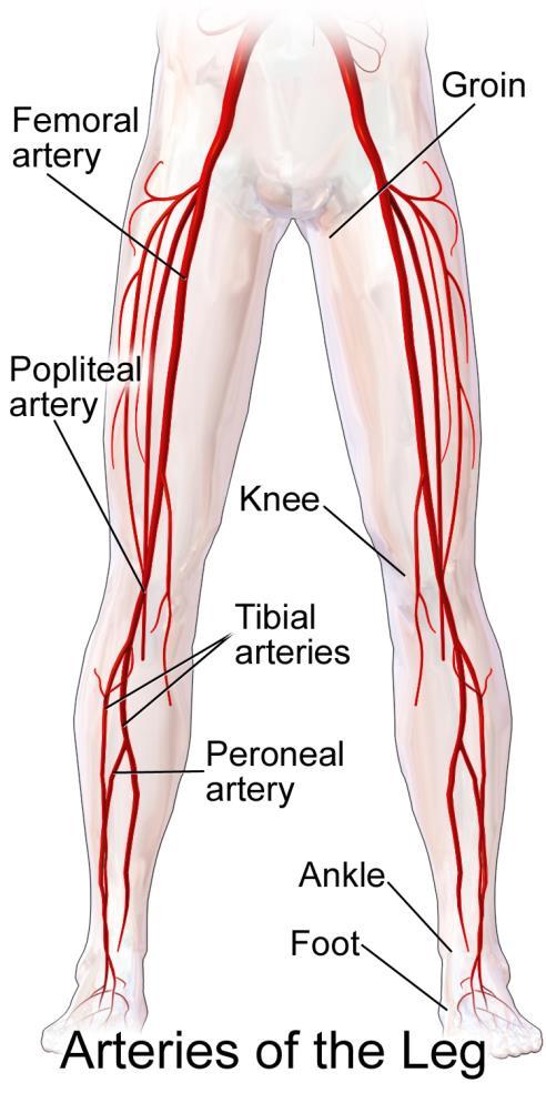 When the femoral artery reaches the back of the knee, it becomes the popliteal artery.