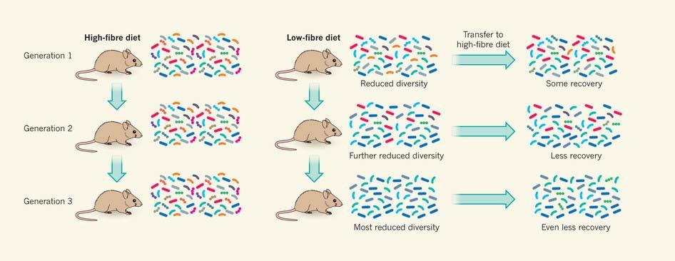 Multigenerational Effects of Dietary Fiber on Bacterial Diversity Martens E.