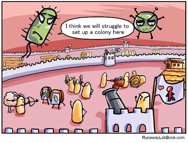 In a healthy gut microbial community, it is