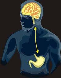Gut-Brain Axis Regulating satiety and whole body energy balance Regulating brain development