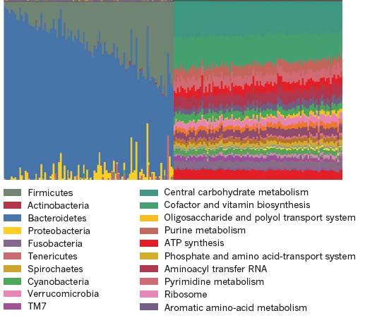 Comparison of Structural (Taxonomic) and Functional Variation in the Human Gut Microbiome Who is there?