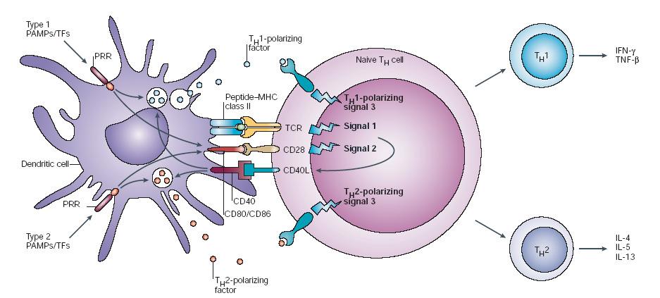T-Cell Stimulation and Polarization T-Cell Stimulation and Polarization