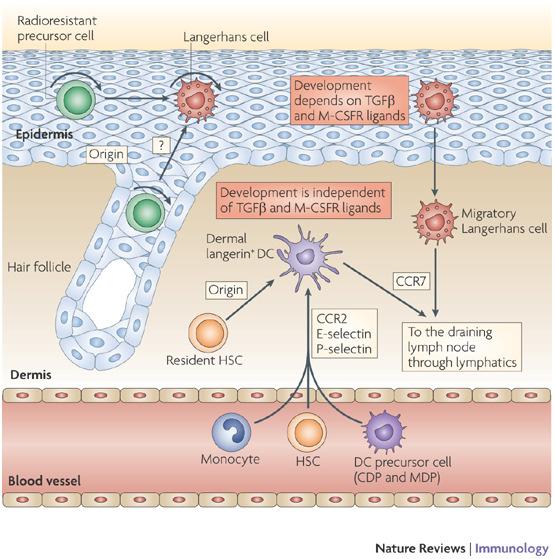 DC Homeostasis, Migration & T-Cell