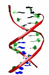 The Structure Nucleic Acids Nucleic acids can form double stranded regions, and in 3D are helical molecules
