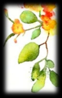 recutita (Chamomile) flower extract, Euphrasia officinalis (Eyebrigth) extract, Pyrus cydonia (Quince) fruit extract, Actinidia