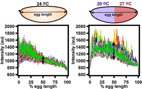 B) Corresponding images from the time series. Figure S5. Projection of Bcd readout at 50% egg length over cycles 11-13.