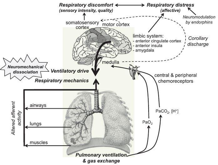 A neurobiologic model of dyspnea in COPD Anxyolitics