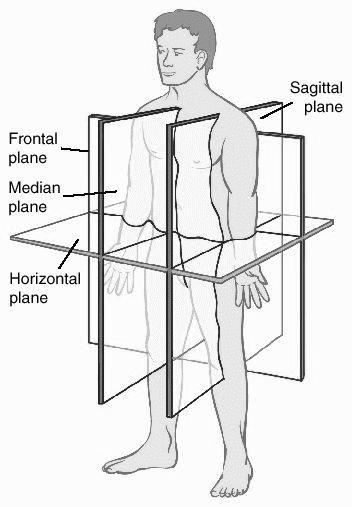 iii) Anatomical position - The most widely used of the reference positions; standing with arms at sides; palms face forward.
