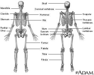 3) BONY SKELETON OVERVIEW: a) Classification of bones: i) Long Bones Long cylindrical shaft with relatively wide, protruding ends (arm, leg).