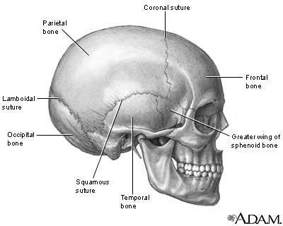 4) AXIAL SKELETON: These bones make up the head, neck and trunk of the human body.