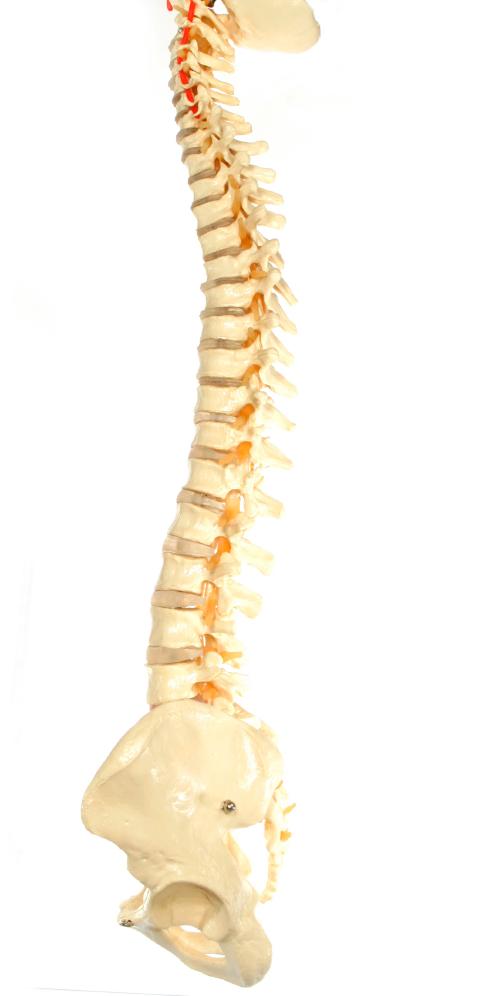 The spinal cord is well protected as it runs the full length of the spine from head to pelvis within the safety of the
