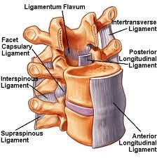 The vertebrae, discs and facet joints are supported by ligaments. Ligaments connect bone to bone and act like the guy ropes on a tent, providing support to the spine.