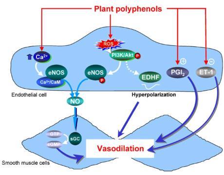 Several underlying mechanisms by which hesperetin may elevate NO productions of endothelial cells have been suggested.