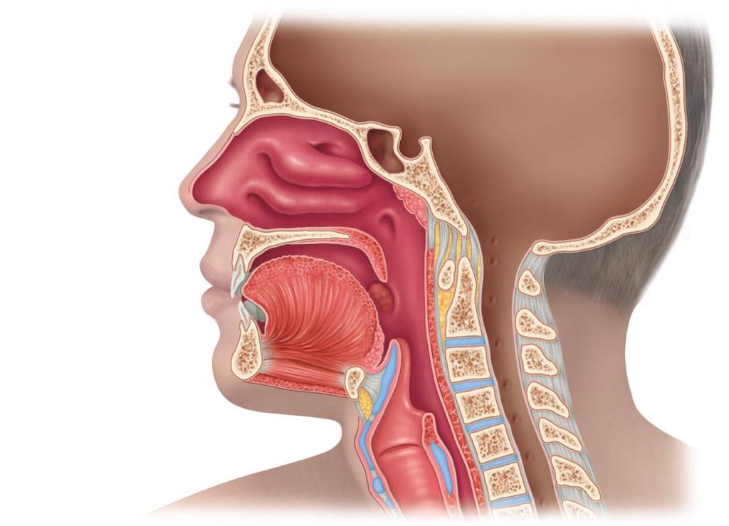 The Upper Respiratory Tract Sinuses Nasal cavity External nose Opening of the