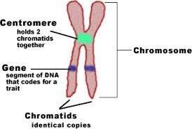 -Eukaryotic DNA is linear -Associated with histone proteins in a structure called the nucleosome -During interphase the DNA is NOT supercoiled into chromosomes, it is in a loose form called chromatin