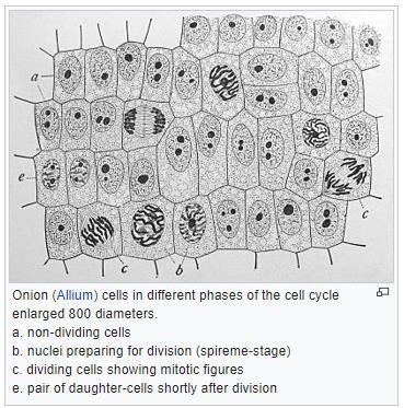19. Determine the phase of mitosis of a cell viewed in a micrograph or with a microscope. S1.6.2: Determination of a mitotic index from a micrograph (Oxford Biology Course Companion page 55). 20.