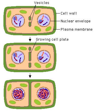 -Vesicles fuse, forming a continuous phospholipid membrane with pectin sandwiched in between ("Cell plate")