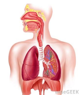 THE RESPIRATORY SYSTEM: The Nose BACKGROUND Anatomy and Physiology of the respiratory system The nasal cavity refers to the interior of the nose, which opens exteriorly at the nostrils.