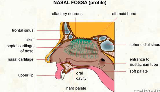 The nasal cavity can be divided into: Nasal vestibule the dilated area at the nostril opening. Respiratory section the passages through which air travels into the respiratory system.