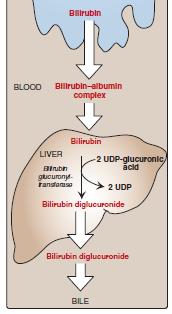 3-in hepatocytes, bilirubin binds to intracellular proteins, such as, ligandin as a carrier to ER where it will detach to be conjugated with two glucuronate molecules which is highly oxidized having