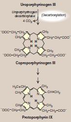 3) The formation of Uroporphyrinogen III by the Condensation, Isomerization and Cyclization of 4 molecules of Porphobilinogen