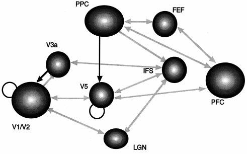 800 Colloquium Paper: Friston Proc. Natl. Acad. Sci. USA 95 (1998) FIG. 5. Effective connections associated with visual attention to motion.