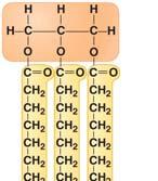 9 Phospholipids and steroids are important lipids with a variety of functions Phospholipids
