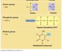 are Hydroxyl group consists of a hydrogen bonded to an