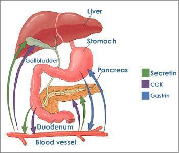 Bile Bile contains bile salts, cholesterol, part of hemoglobin molecules from old red blood cells.