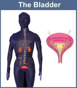 The Bladder Can hold a maximum of about