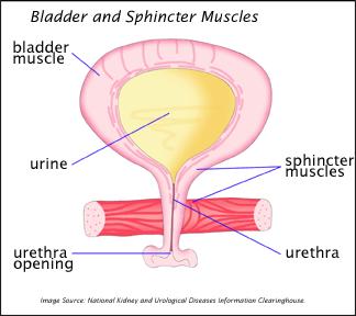 Urinary Sphincters 2 rings of muscles that control the drainage of urine from the bladder.