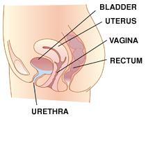 from the testes to form a single urogenital tract.