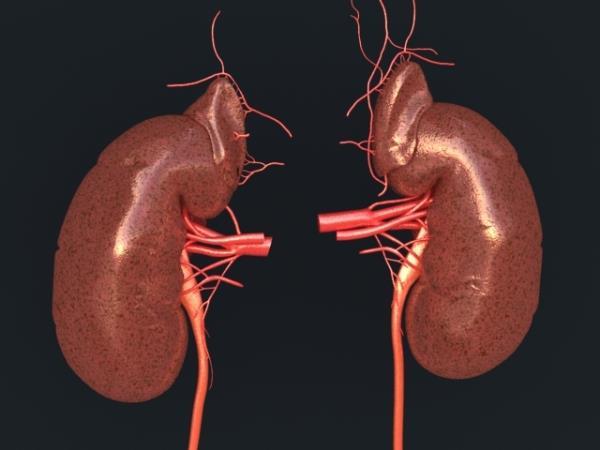 Kidneys Humans have 2 fist-sized kidneys, found in the lower back