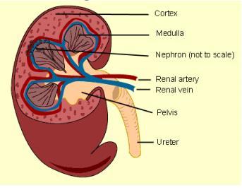 Kidney Structure Renal cortex is the outer layer (filtration) Renal medulla consists of