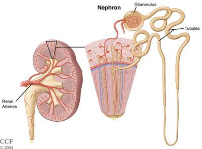 Kidney Structure When you look at the kidney under high
