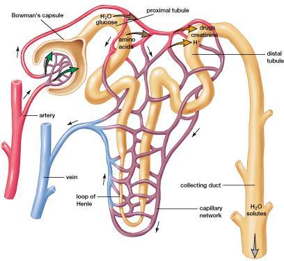 The Nephron (cont d) Tubules are surrounded by cells and a network of capillaries.
