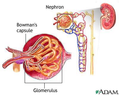 Step 1: Filtration Blood enters the nephron through a tiny artery that branches to form a network of capillaries called the glomerulus.
